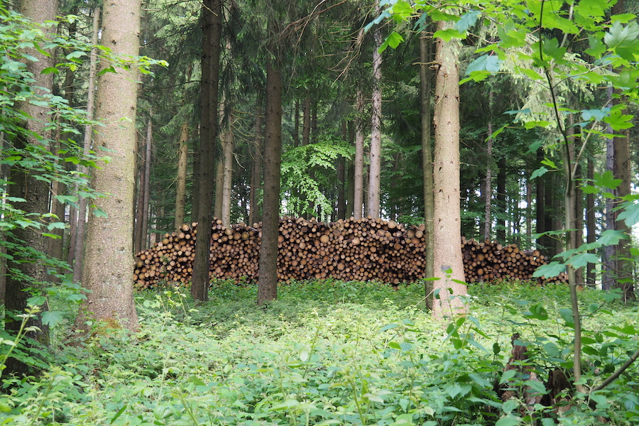 Holzindustrie fordert verlässliche Daten 